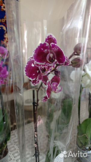 Орхидея