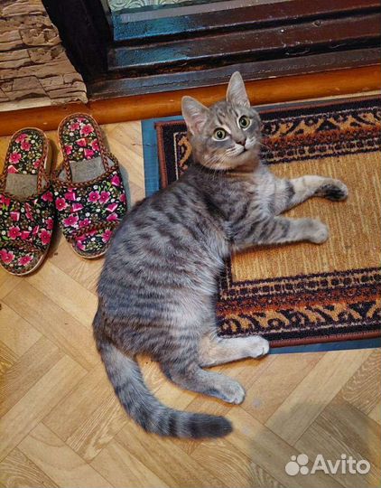 Кошка в дар