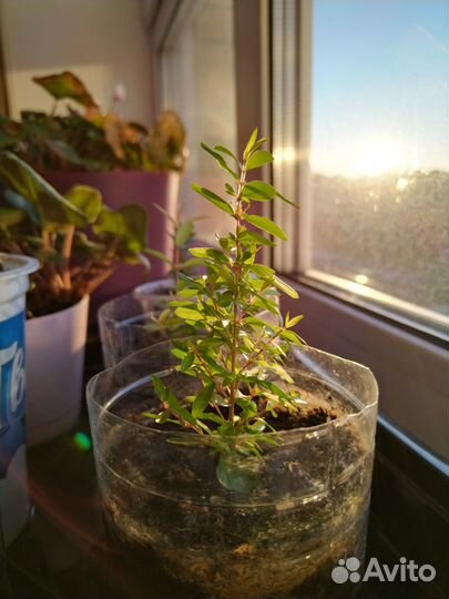 Комнатные цветы