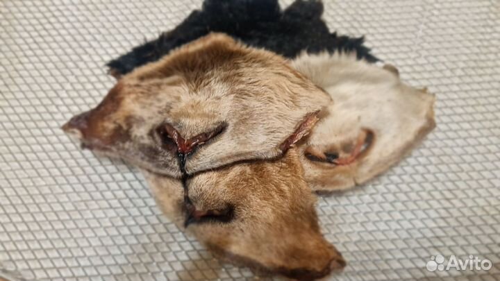 Лакомства для собак, кошек, хорьков