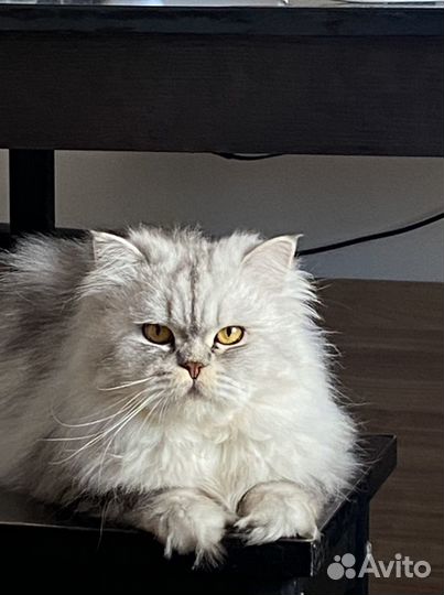 Персидский кот вязка