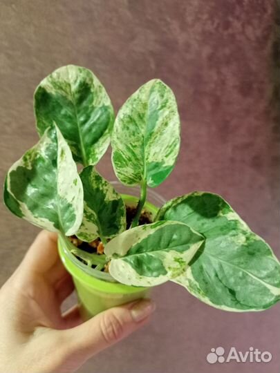 Сциндапсусы / эпипремнумы