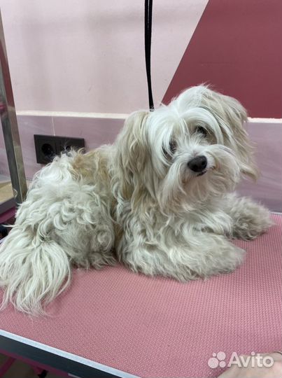 Грумер с выездом на дом