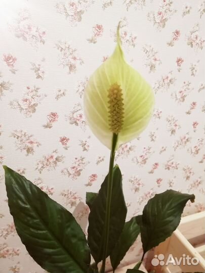 Спатифиллум