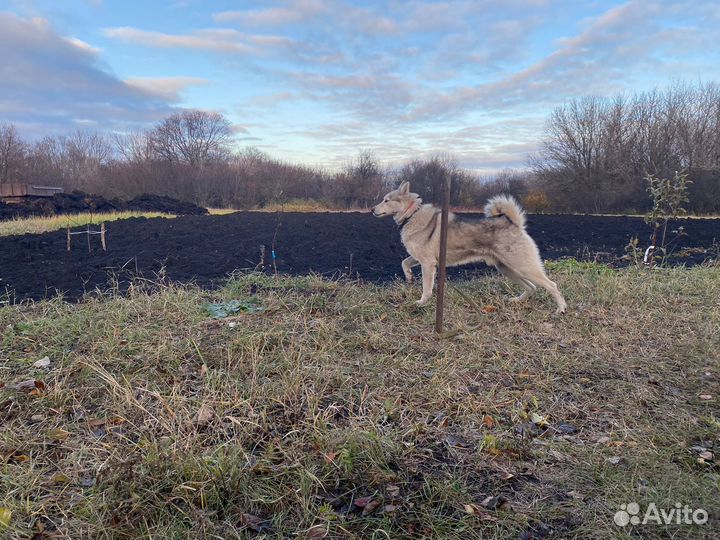 Лайка зсл кобель