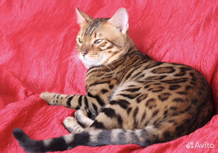 Бенгал вязка