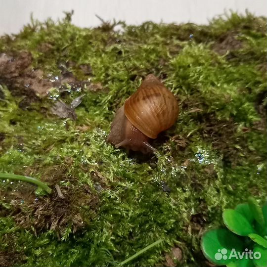 Отдам улиток