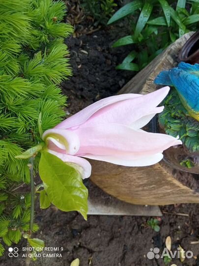 Магнолия Пикчер