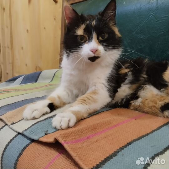 Кошка в добрые руки