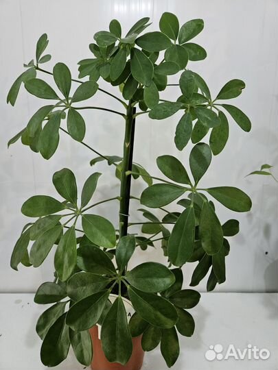 Комнатные растения цветы