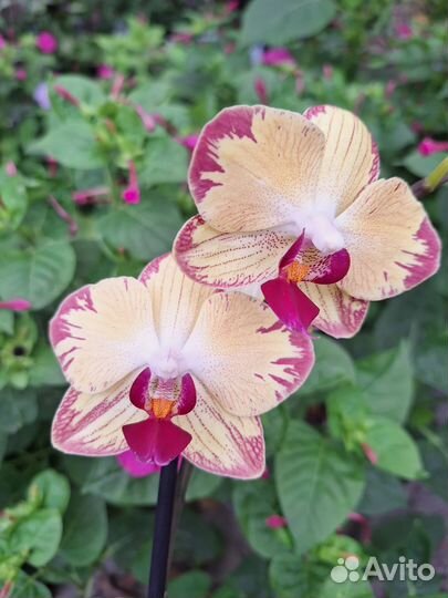 Сортовая орхидеия фаленопсис - 5