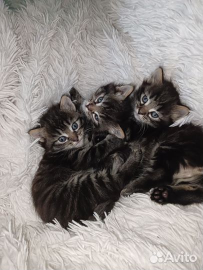 Котята,кошка,кот