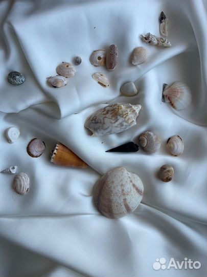 Морские ракушки раковины