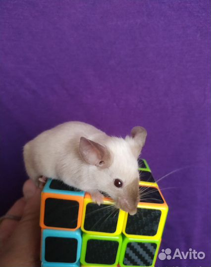 Декоративные мышки- малышки