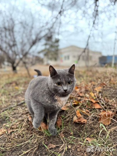 Кошка в добрые руки