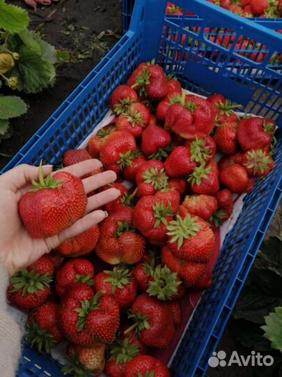 Рассада клубники, овощей, цветов