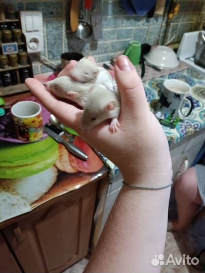 Крыса дамбо