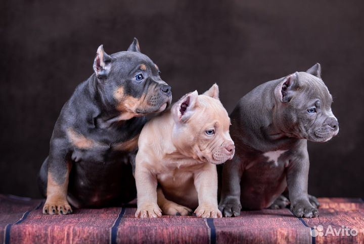 Щенок Американский Булли