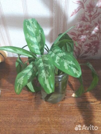 Аглаонема (вид Женского счастья)