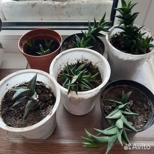 Цветок Хавортия секкулент