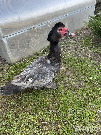 Индоутята мускусных породы уток