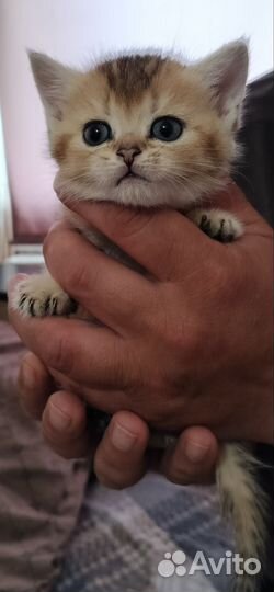 Британские котята