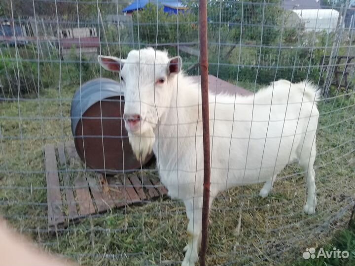 Услуги козла,козлики, козочки