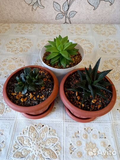 Комнатные растения цветы