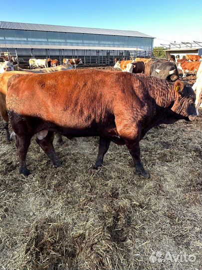 Бычки и быки