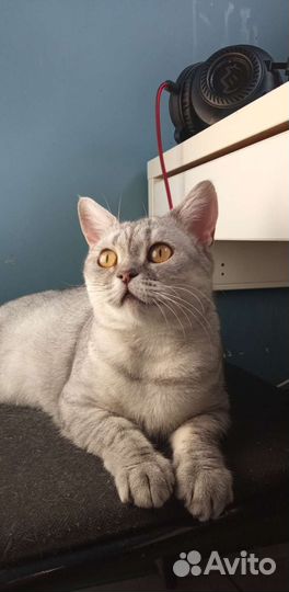 Отдаём кошечку в добрые руки