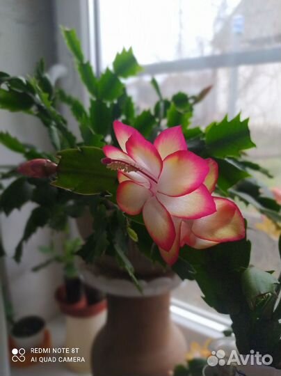 Декабристы (шлюмбергера)