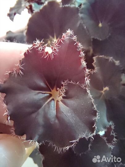 Бегония Black fang