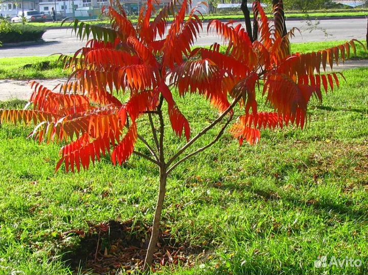 Сумах Пушистый 