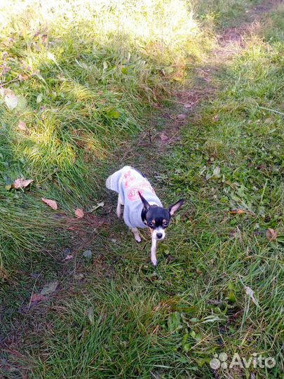 Мини той-терьер