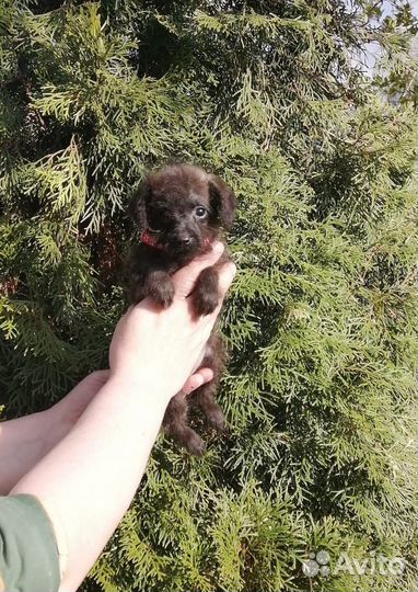 Красавчики