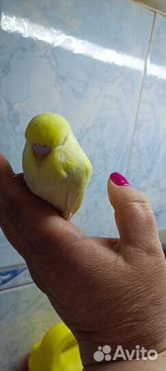 Попугаи ввп чехи