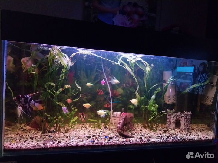 Аквариум