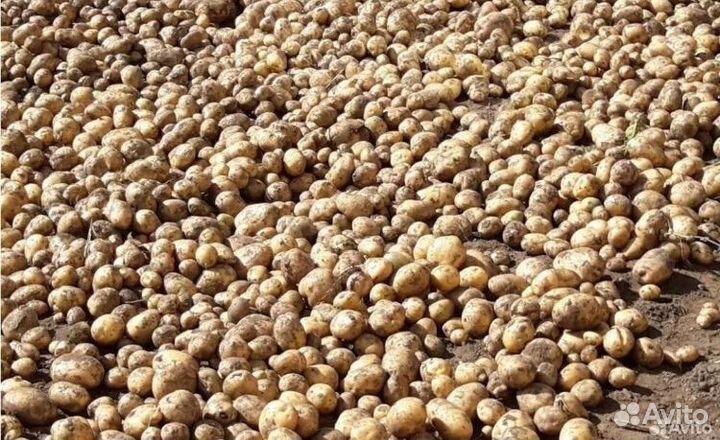 Картофель на корм скоту