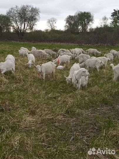 Козье молоко