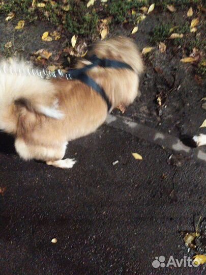 Найдена собака