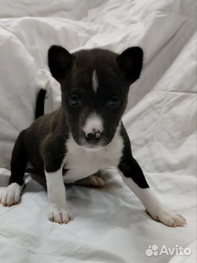 Щенки басенджи