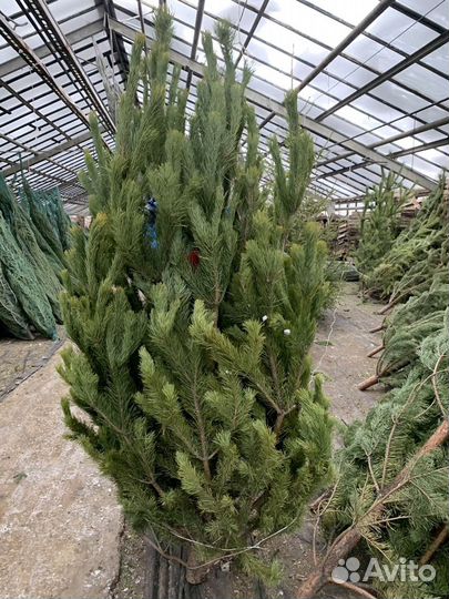Ель новогодняя оптом