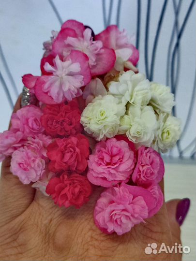 Бегонии вечноцветущие. Цены в описании под фото