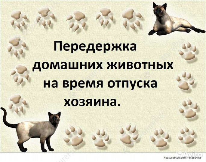 Передержка животных