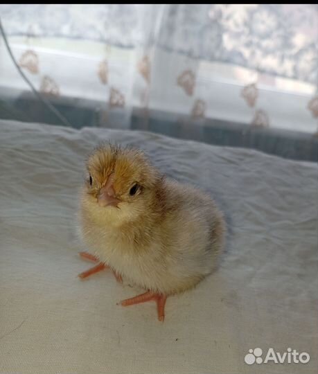 Цыплята суточные