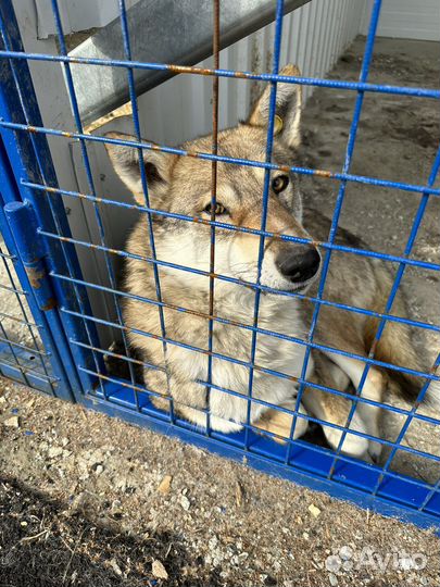 Метисы хаски и лаек скоро окажутся на улице