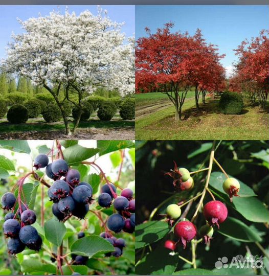 Саженцы ирги, брусники, голубики