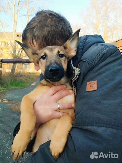 Щенок