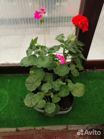 Бугенвилия сансервилия фикусы пеларгонии