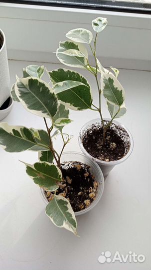 Сортовые фикусы